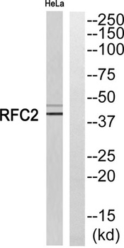 RFC2 rabbit pAb Antibody