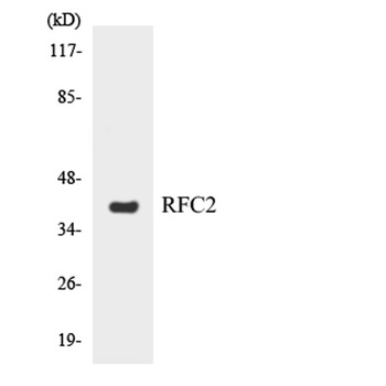 RFC2 rabbit pAb Antibody