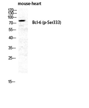 Bcl-6 (phospho Ser333) rabbit pAb Antibody