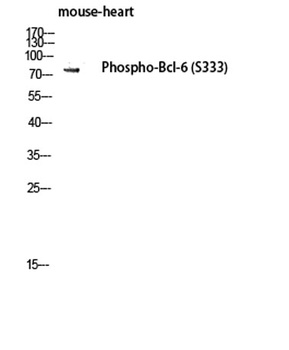Bcl-6 (phospho Ser333) rabbit pAb Antibody