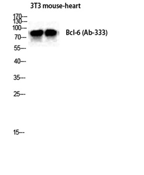 Bcl-6 rabbit pAb Antibody