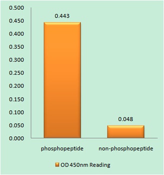 RPA32 (phospho Thr21) rabbit pAb