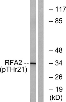 RPA32 (phospho Thr21) rabbit pAb