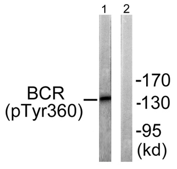 Bcr (phospho Tyr360) rabbit pAb Antibody