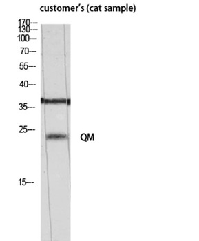 QM rabbit pAb Antibody