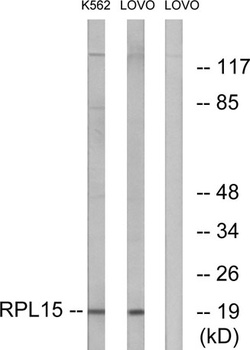 Ribosomal Protein L15 rabbit pAb Antibody