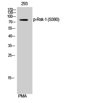 Rsk-1 (phospho Ser380) rabbit pAb Antibody