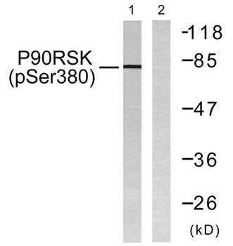 Rsk-1 (phospho Ser380) rabbit pAb Antibody