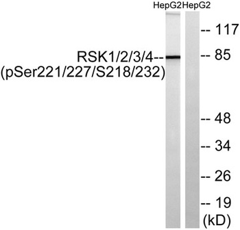 Rsk-1/2/3/4 (phospho Ser221/227/S218/232) rabbit pAb Antibody