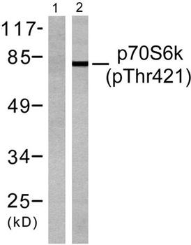 p70 S6 kinase α (phospho Thr444) rabbit pAb Antibody