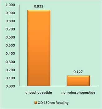 p70 S6 kinase α (phospho Ser371) rabbit pAb Antibody
