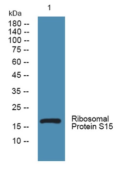 Ribosomal Protein S15 rabbit pAb Antibody