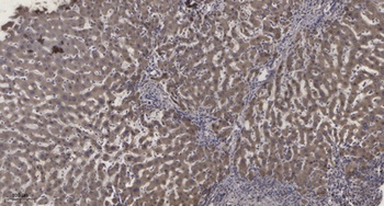 Ribosomal Protein S15 rabbit pAb Antibody