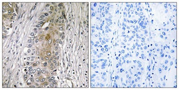 SAA4 rabbit pAb Antibody