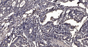 NBK (phospho Ser35) rabbit pAb