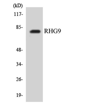 ARHGAP9 rabbit pAb Antibody