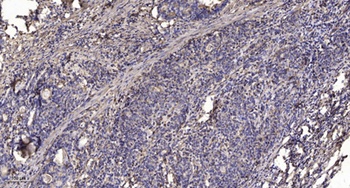 ARHGAP9 rabbit pAb Antibody
