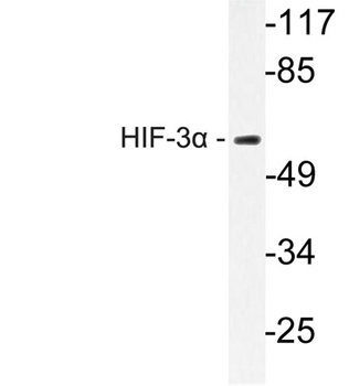 HIF-3α rabbit pAb Antibody