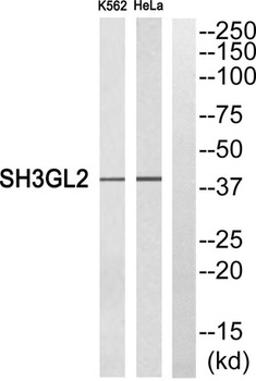 Endophilin I rabbit pAb Antibody