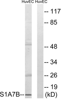 S-100A7L2 rabbit pAb Antibody