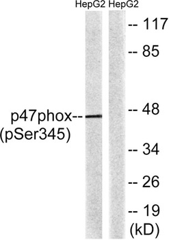 p47-phox (phospho Ser345) rabbit pAb Antibody