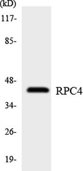 POLR3D rabbit pAb Antibody