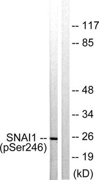 SNAI 1 (phospho Ser246) rabbit pAb Antibody