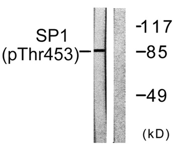 Sp1 (phospho Thr453) rabbit pAb Antibody