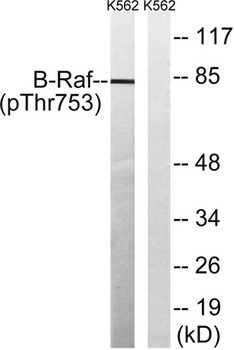 Raf-B (phospho Thr753) rabbit pAb Antibody