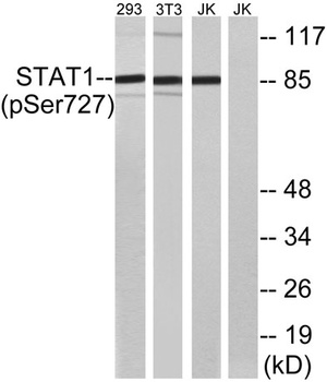 Stat1 (phospho Ser727) rabbit pAb