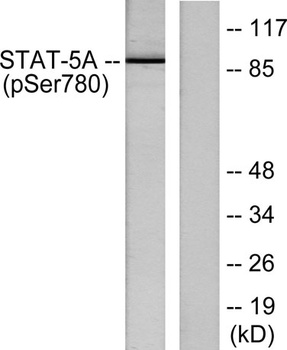 Stat5a (phospho Ser780) rabbit pAb Antibody