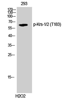 Krs-1/2 (phospho Thr183) rabbit pAb