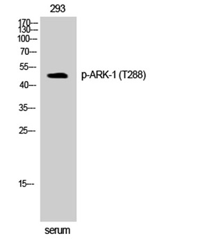 ARK-1 (phospho Thr288) rabbit pAb Antibody