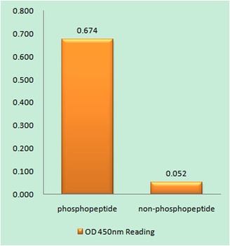 LKB1 (phospho Thr189) rabbit pAb Antibody