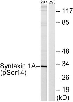 Syntaxin 1 (phospho Ser14) rabbit pAb Antibody