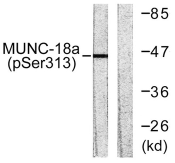 Unc18-1 (phospho Ser313) rabbit pAb Antibody