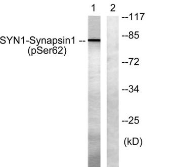 Synapsin I (phospho Ser62) rabbit pAb Antibody