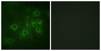 Synapsin I (phospho Ser605) rabbit pAb Antibody