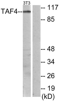 TAF II p135/p105 rabbit pAb Antibody