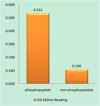 Tak1 (phospho Thr184) rabbit pAb