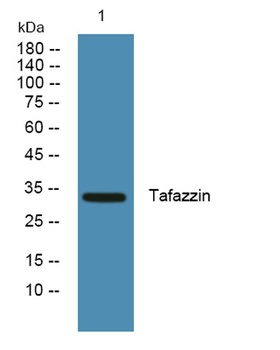 Tafazzin rabbit pAb Antibody