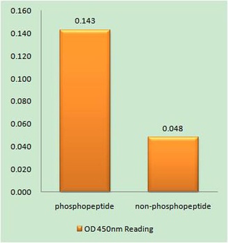 E2A (phospho Thr355) rabbit pAb Antibody