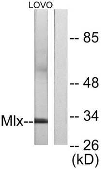 Mlx rabbit pAb Antibody