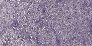 Tie-2 rabbit pAb Antibody
