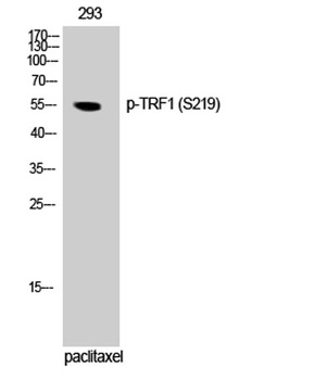 TRF1 (phospho Ser219) rabbit pAb Antibody