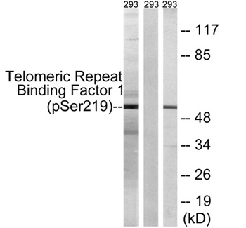 TRF1 (phospho Ser219) rabbit pAb Antibody
