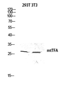 mtTFA rabbit pAb Antibody
