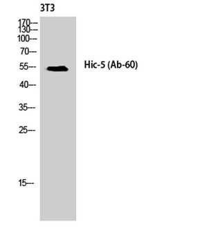 Hic-5 rabbit pAb Antibody
