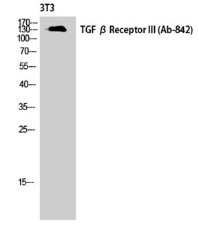 TGFβ RIII rabbit pAb Antibody