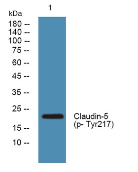 Claudin-5 (phospho Tyr217) rabbit pAb Antibody